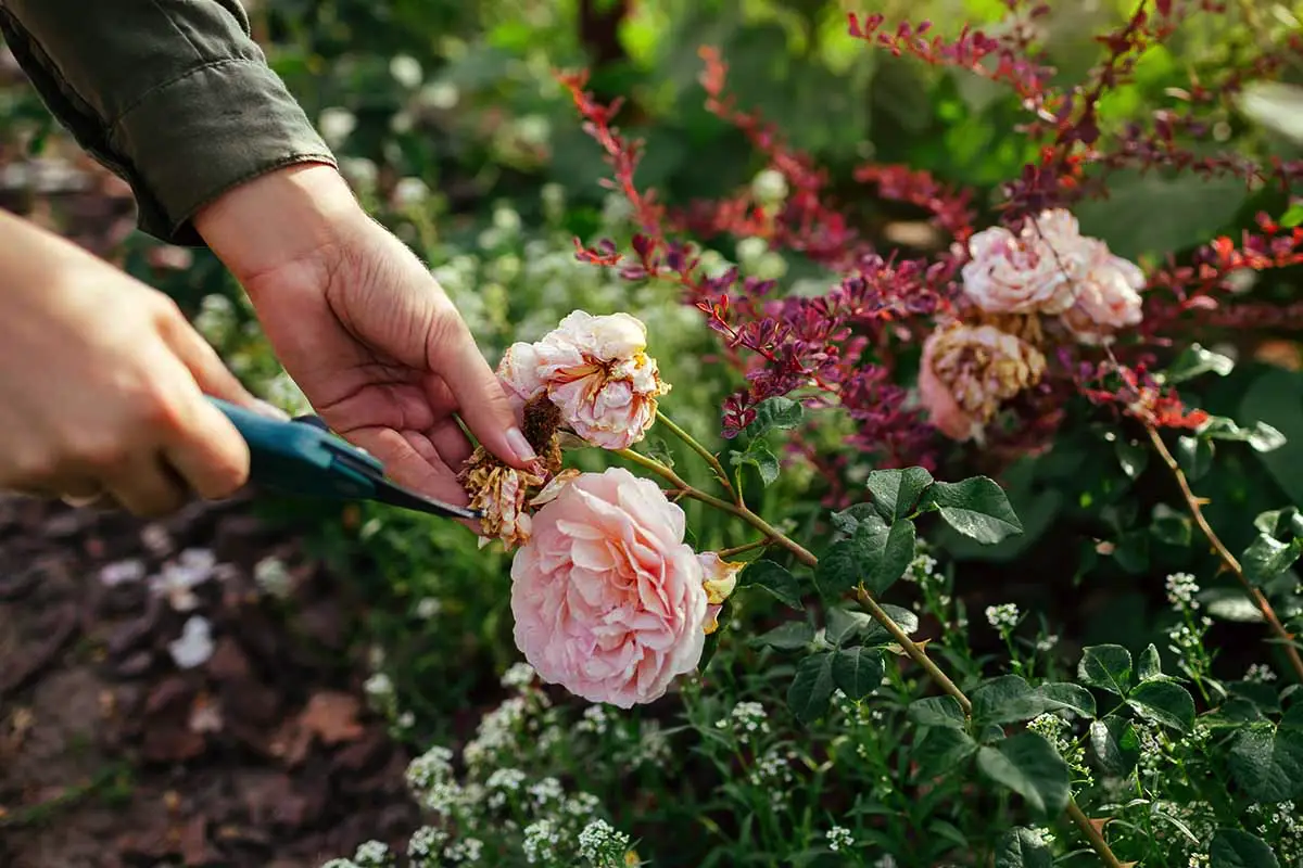 Kako pognojiti vrtnice za obilno cvetenje