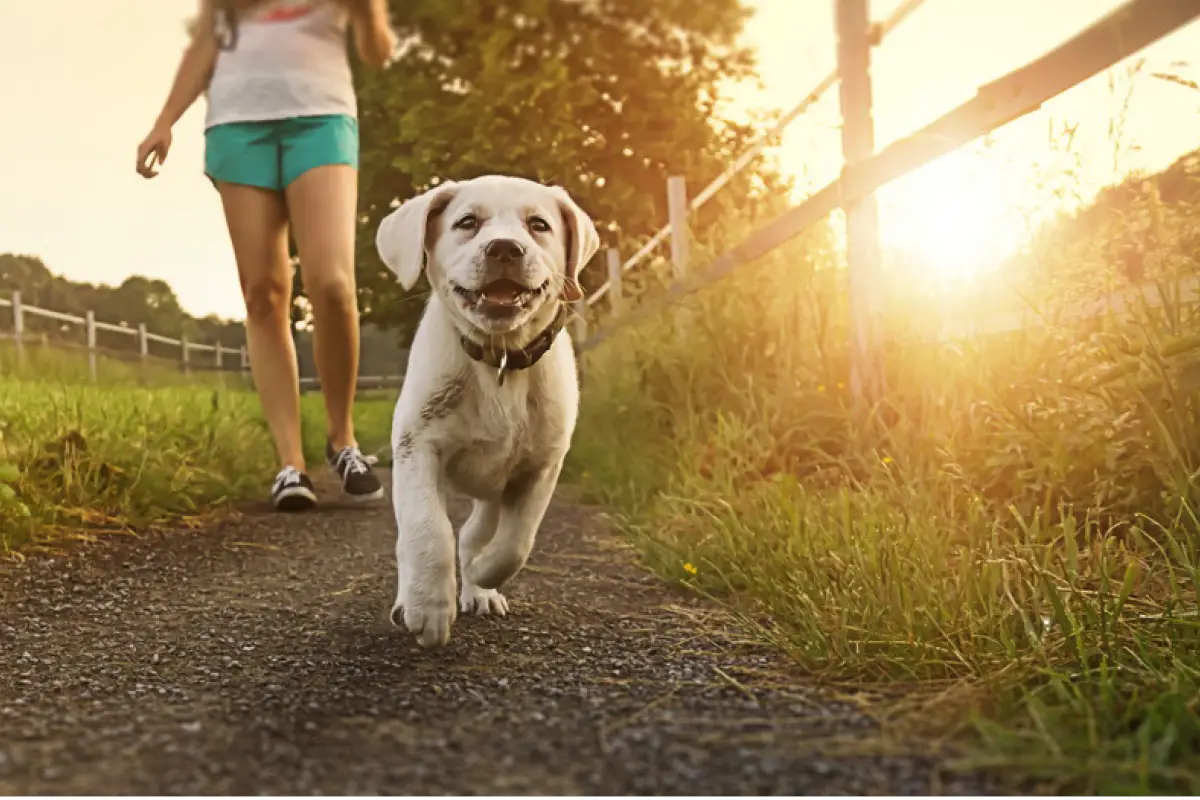 5 osnovnih pravil za sprehod s kužkom