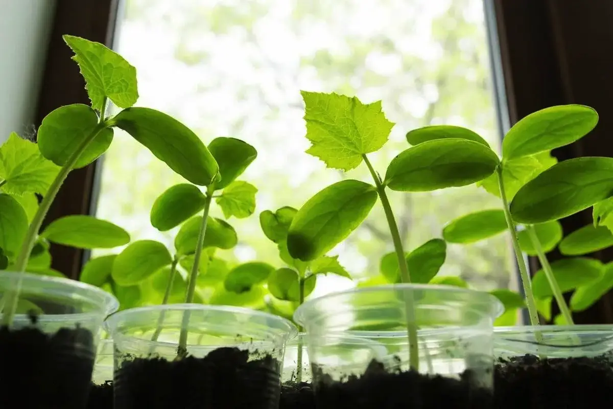 Skrivnost obilnega pridelka: preprost način za močne in zdrave sadike