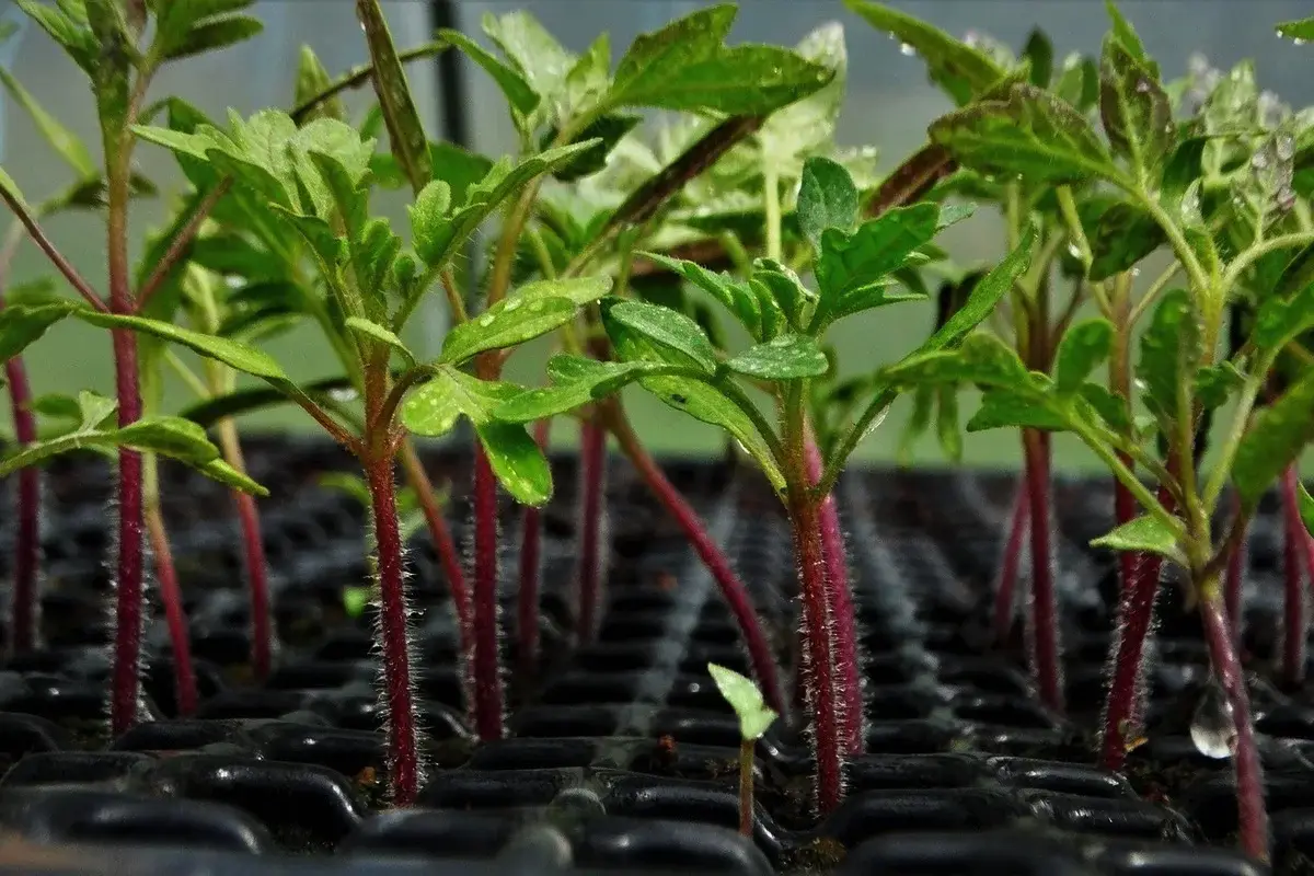 Skrivnost obilnega pridelka: preprost način za močne in zdrave sadike