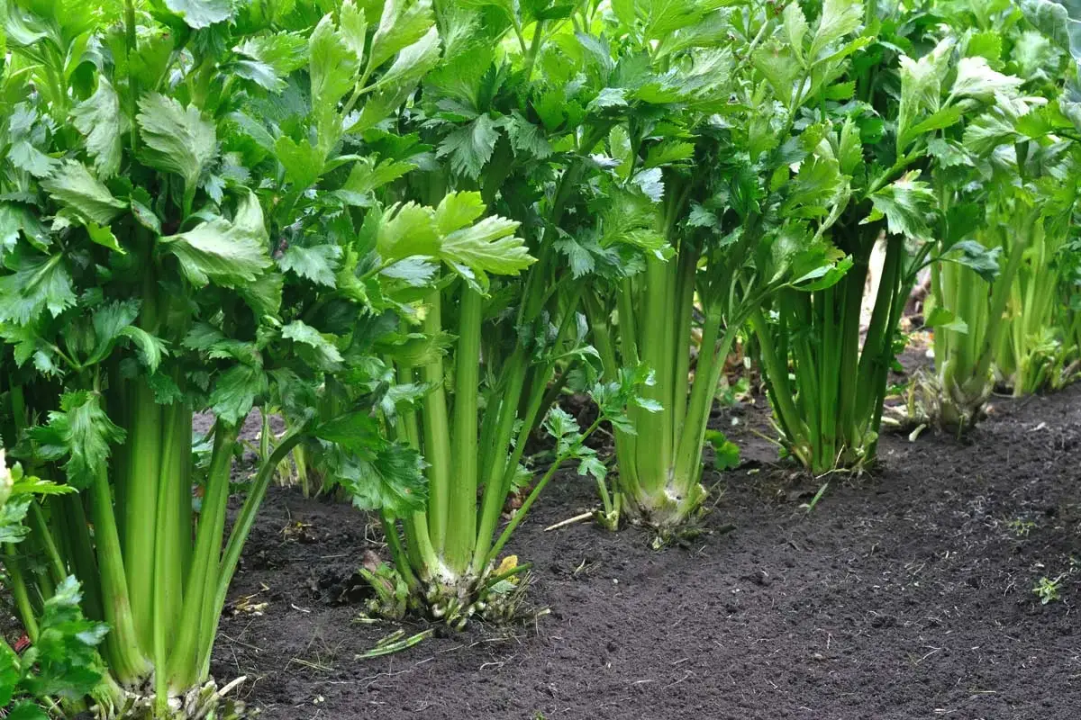 Kdaj in kako sejati zeleno za sadike: Podrobna navodila za močne sadike