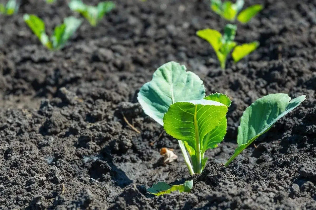 Kako nahraniti sadike zelja za bogat pridelek
