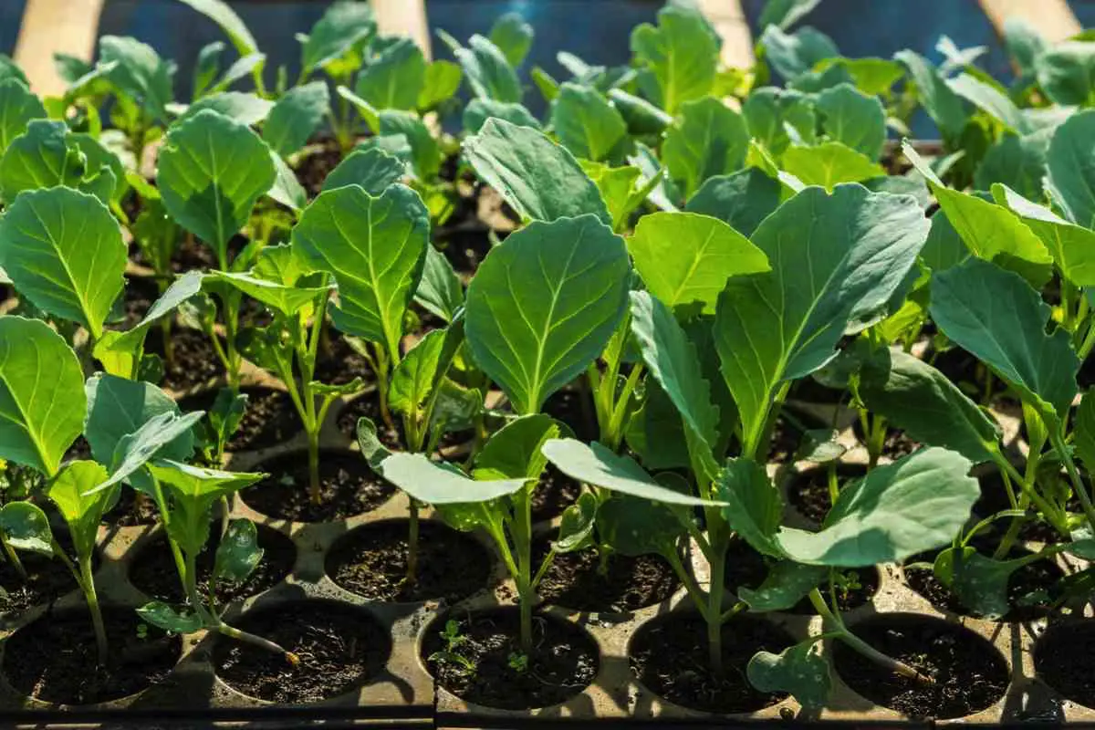 Kako nahraniti sadike zelja za bogat pridelek