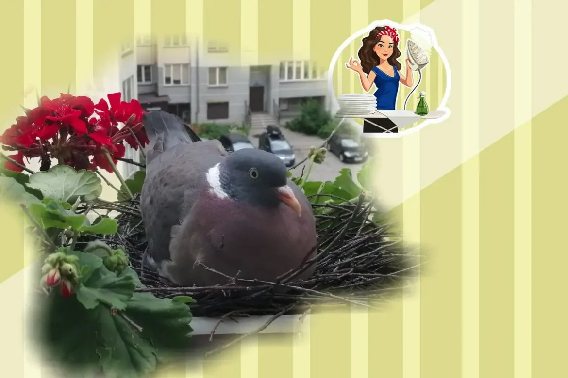 Kako se znebiti golobov, ki gnezdijo v vašem objektu in prinašajo umazanijo ter bolezni, brez povzročanja škode