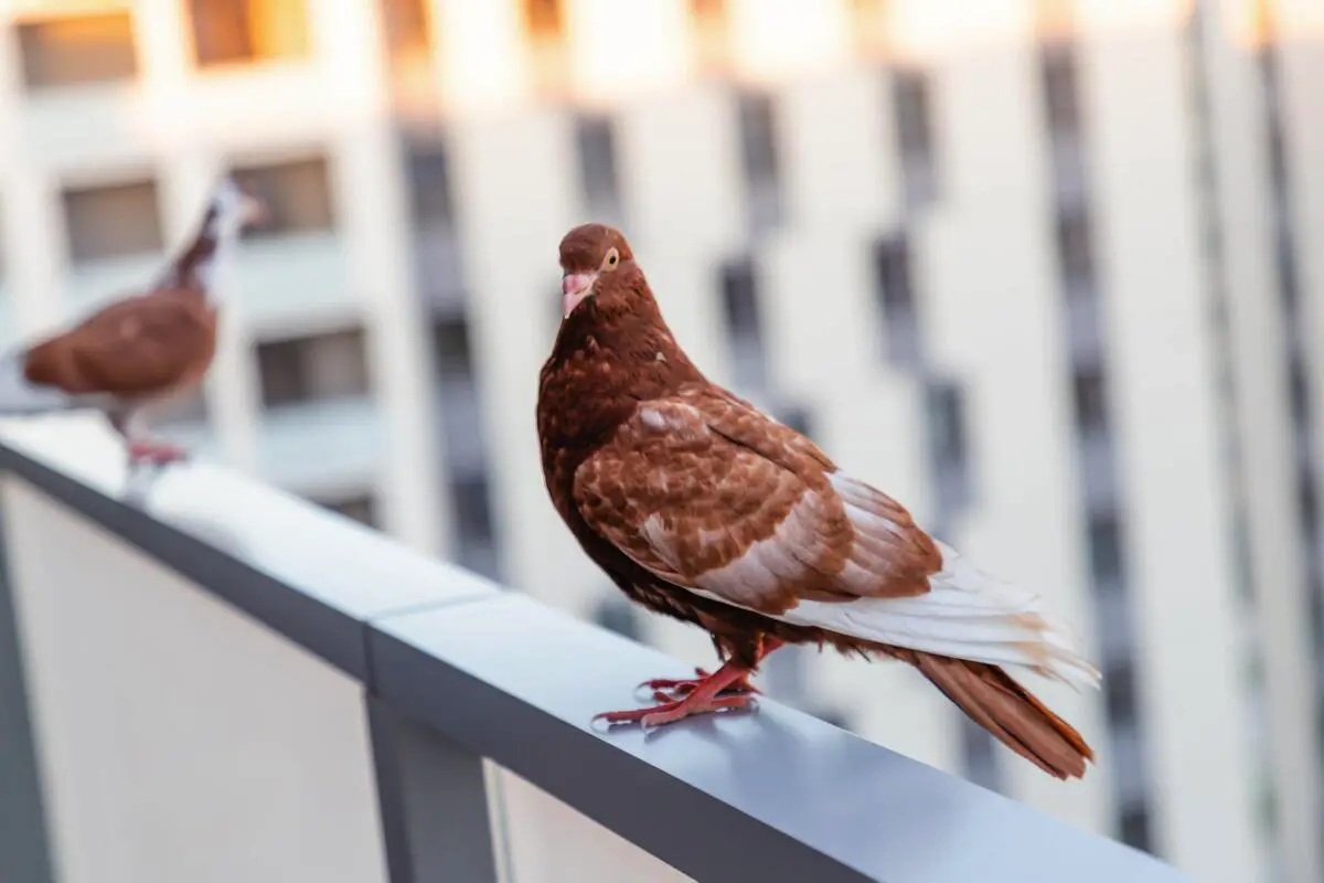 Kako se znebiti golobov, ki gnezdijo v vašem objektu in prinašajo umazanijo ter bolezni, brez povzročanja škode