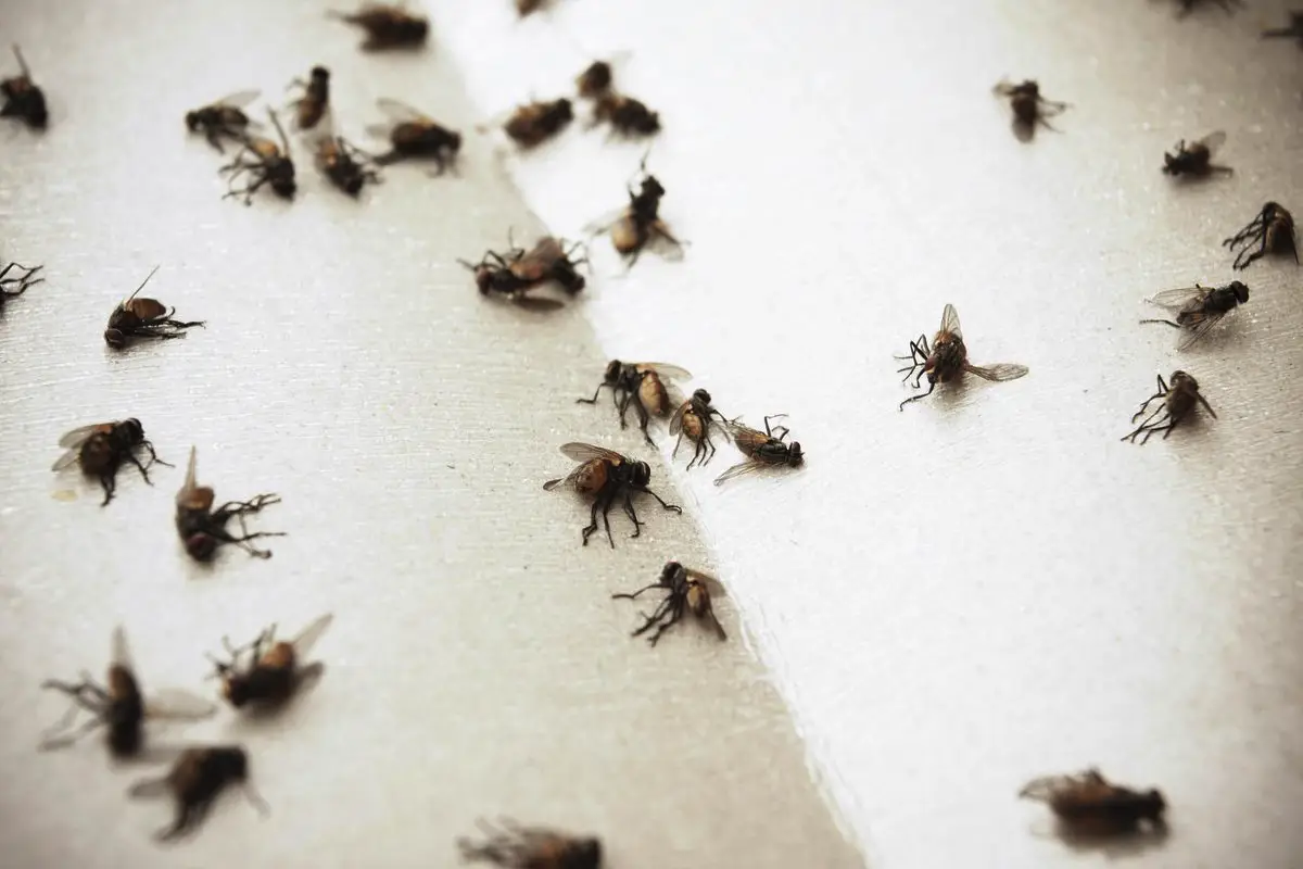 Kako se znebiti muh v domu: praktični nasveti za čisto in varno okolje