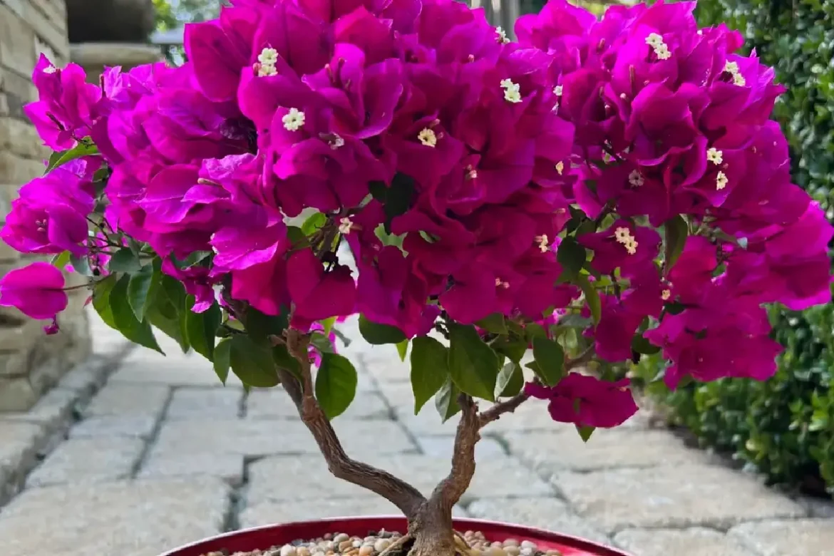 bonsaj iz bugenvilije na vrtu1 Kako narediti bonsaj iz bugenvilije na vrtu: vodnik po korakih