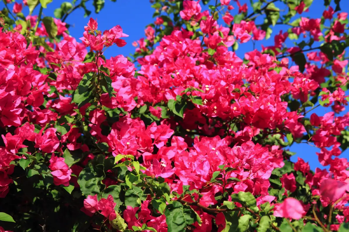 Kako narediti bonsaj iz bugenvilije na vrtu: vodnik po korakih