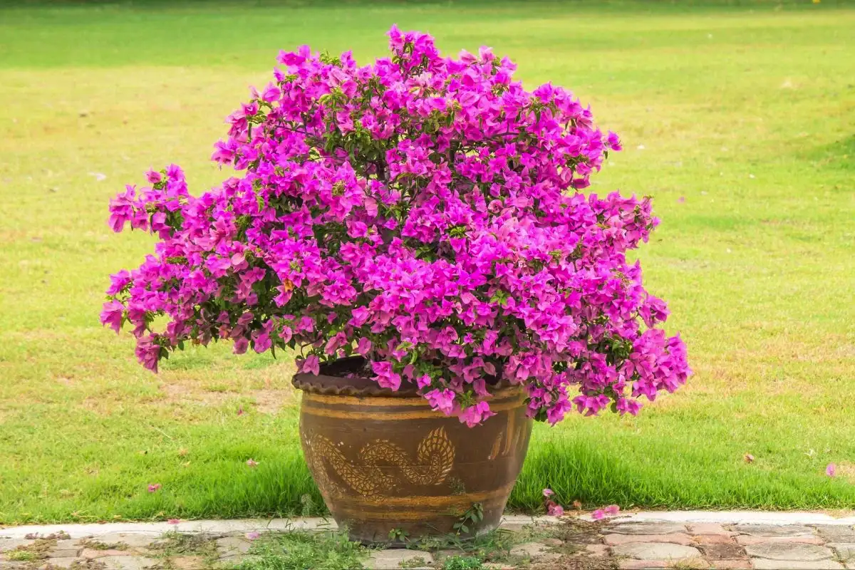 Kako narediti bonsaj iz bugenvilije na vrtu: vodnik po korakih