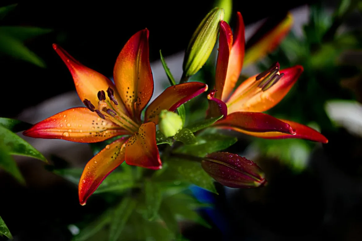 kako negovati zvezdno lilijo1 Kako negovati zvezdno lilijo za spektakularen in dišeč vrt