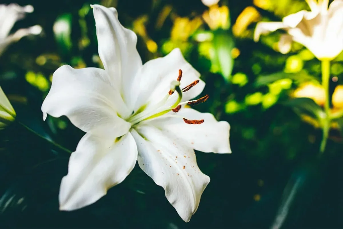 Kako negovati zvezdno lilijo za spektakularen in dišeč vrt
