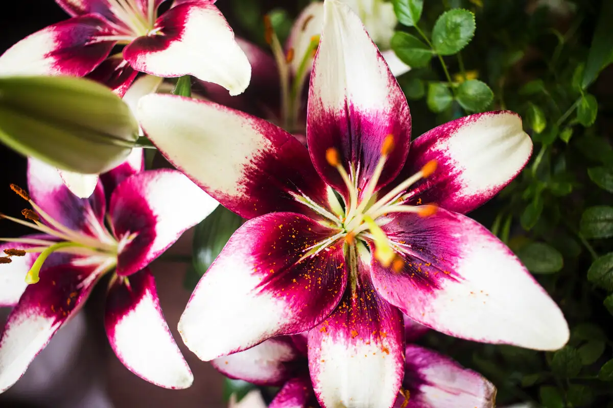 Kako negovati zvezdno lilijo za spektakularen in dišeč vrt