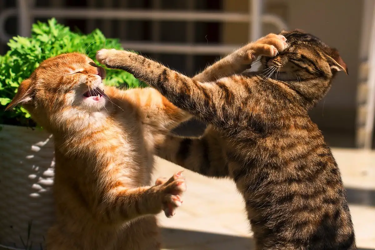 Zakaj moj maček ne mara drugih mačk? 6 razlogov, ki jih razkrivajo veterinarji