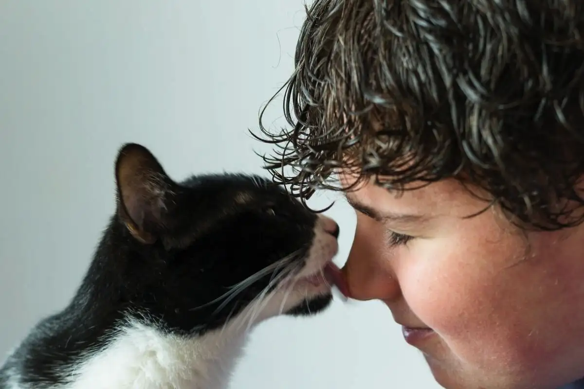 Zakaj vas mačka liže: Ni skrivna ljubezen, ampak nekaj drugega