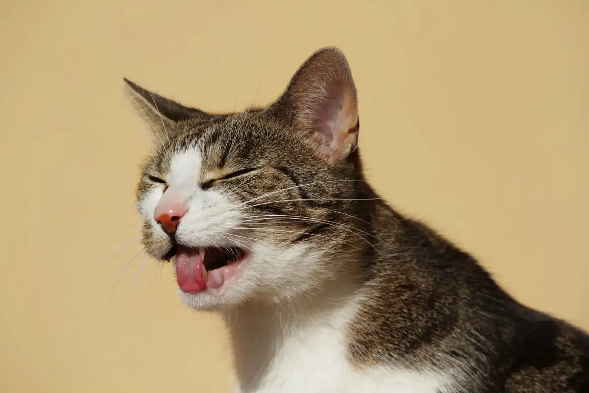 Kaj pomeni, če mačka izvleče jezik: Nasveti veterinarjev