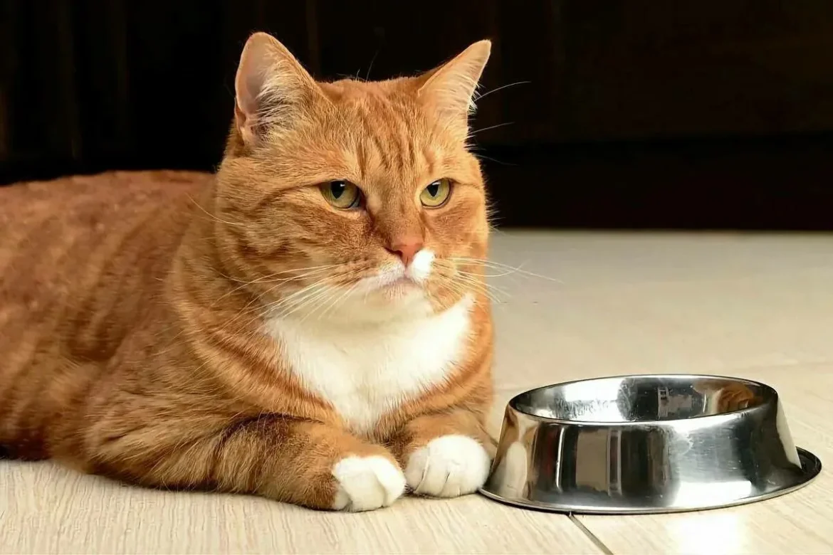 mačka lačna1 Kako vedeti, da je mačka lačna: 7 znakov in triki za pravilen režim hranjenja