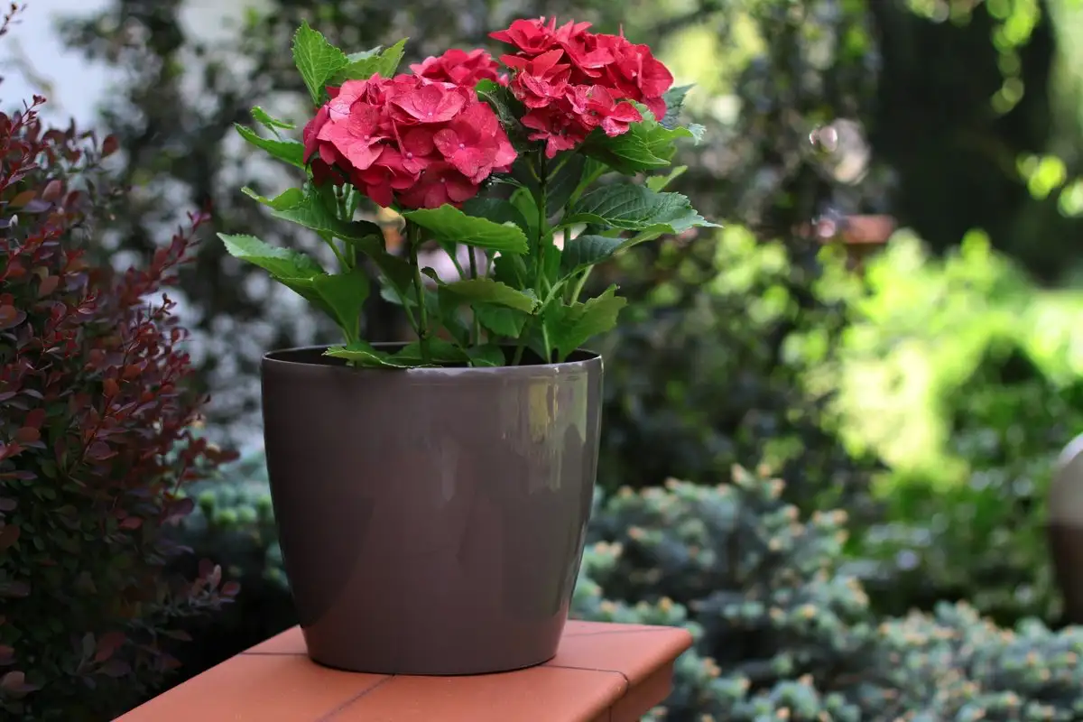 Magnolija v loncu: drevo, ki napolni vrt z dišavo