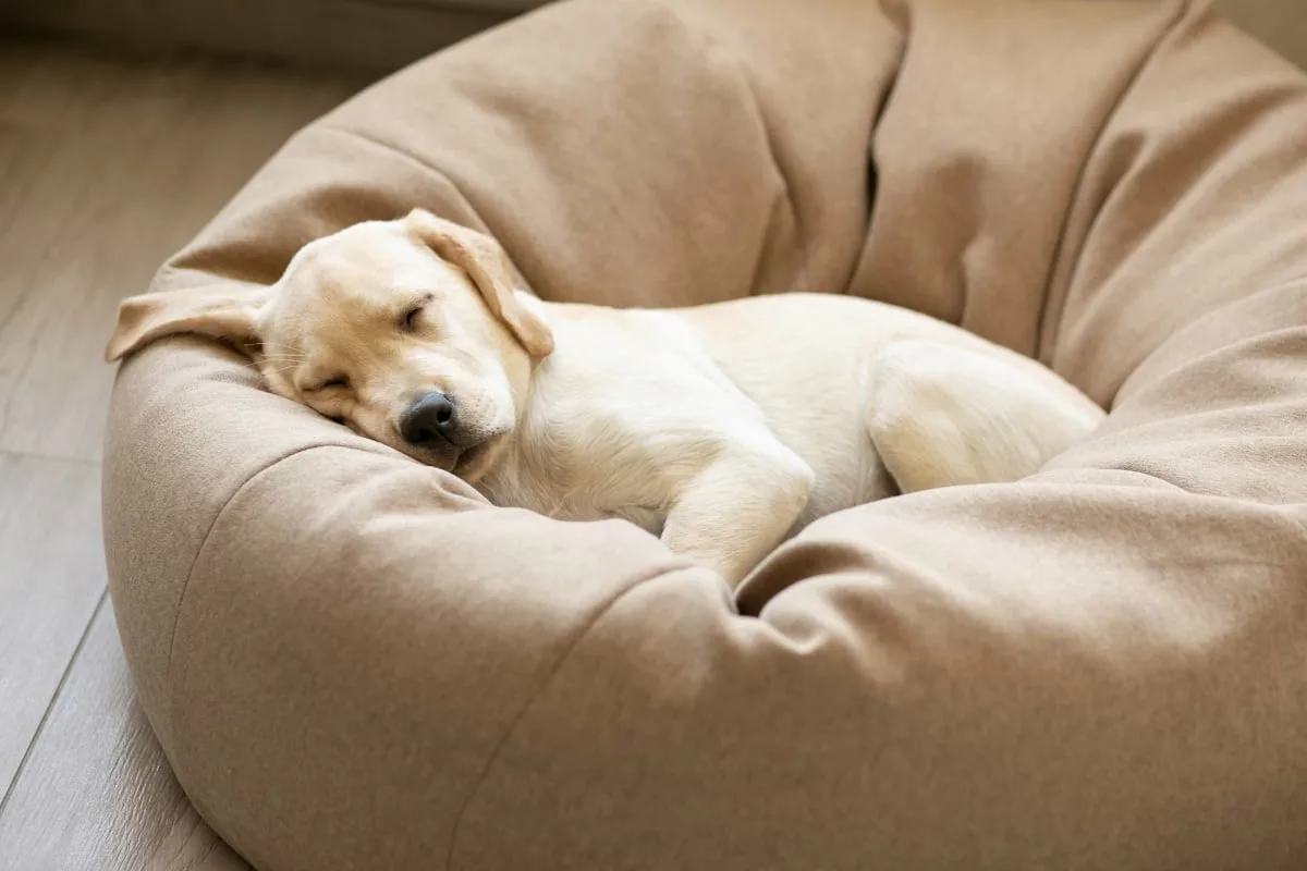 Mir za psa: Kako tišina izboljša življenje vašega štirinožca