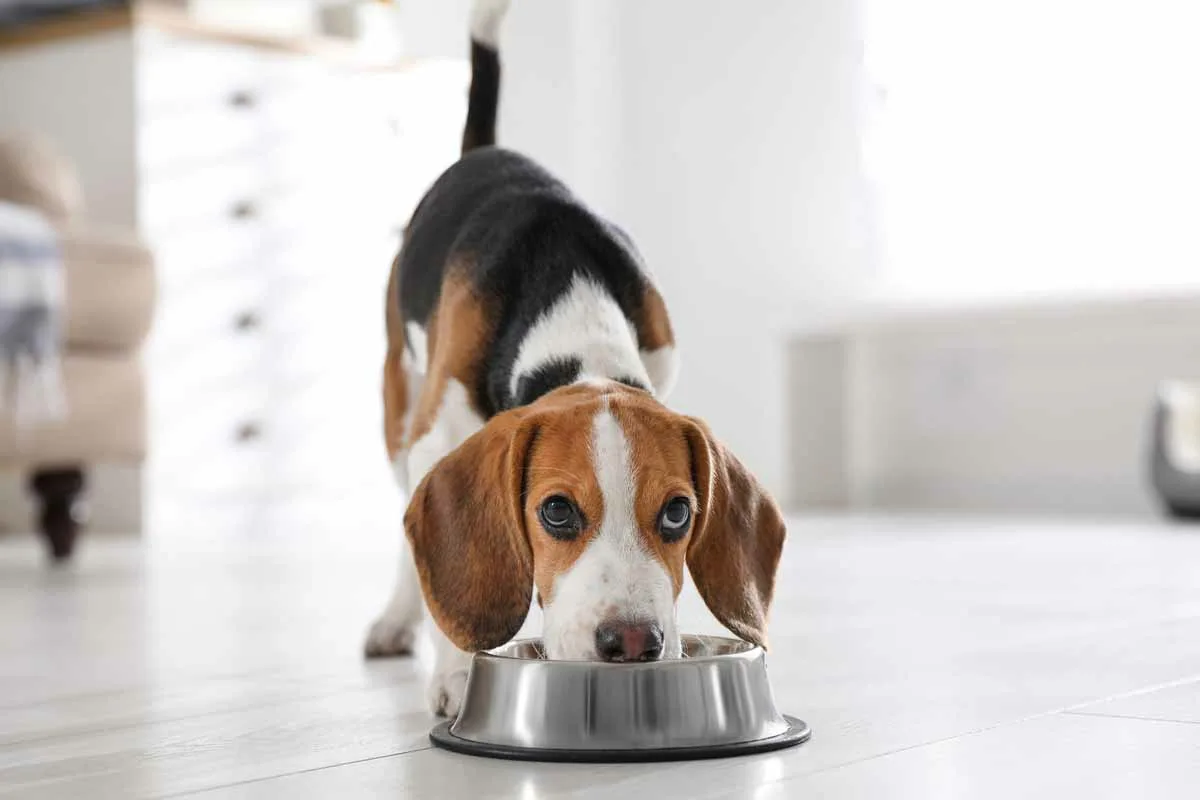 Zaščitite svojega ljubljenčka: Kako pogosto morate čistiti posodo za hrano