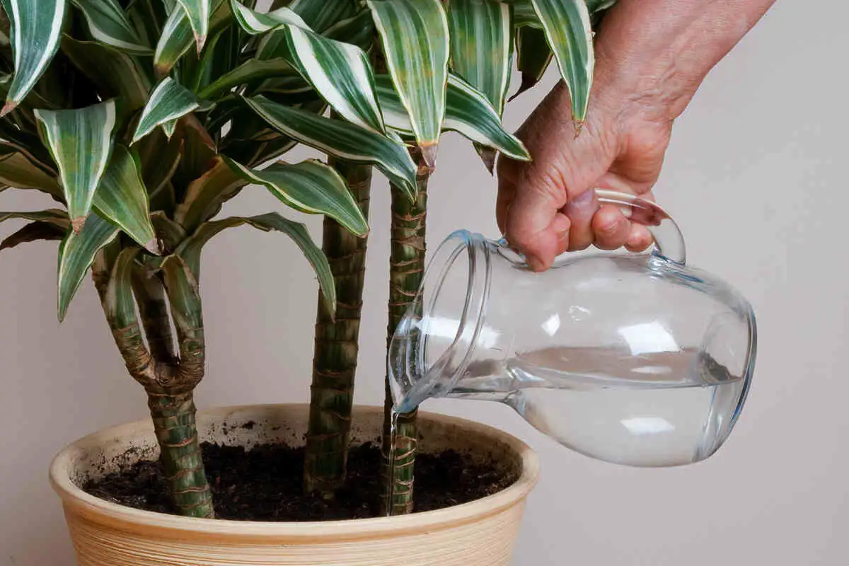 Kako skrbeti za draceno