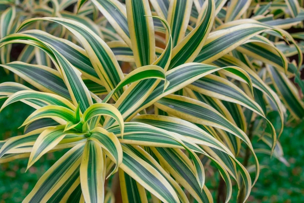 Kako skrbeti za draceno