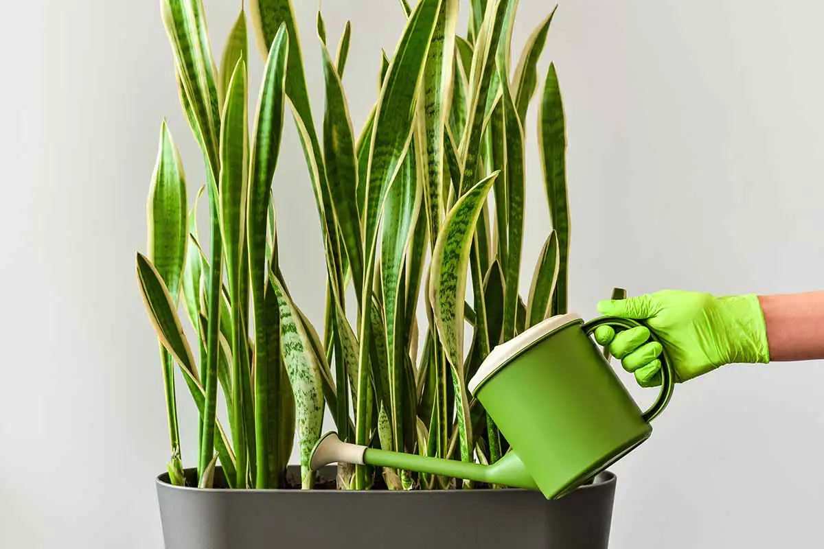 Skrivnost uspešne sansevierije: Kako poskrbeti za bujno rast skozi vse leto