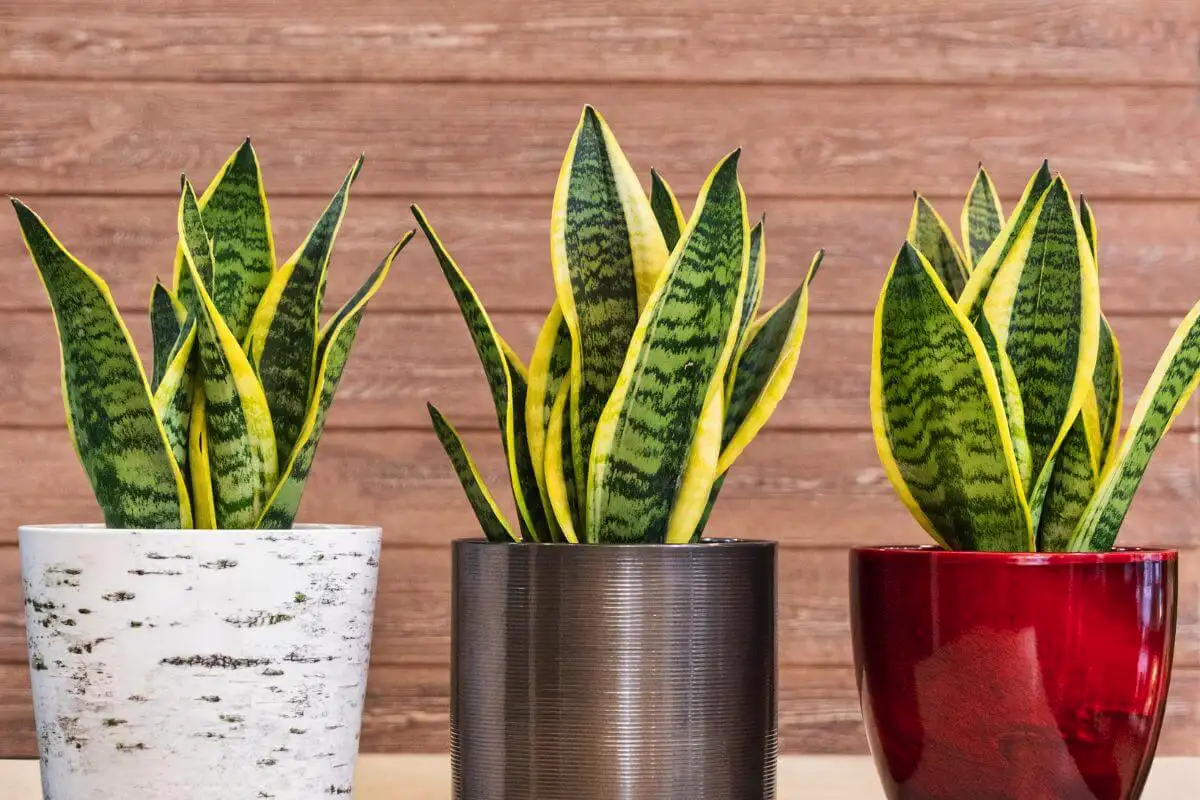Skrivnost uspešne sansevierije: Kako poskrbeti za bujno rast skozi vse leto