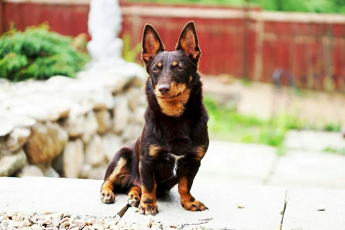 Katere pasme psov živijo najdlje: veterinarji so poimenovali 7 pasem z robustnim zdravjem