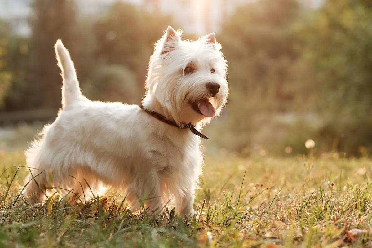 Katere pasme psov živijo najdlje: veterinarji so poimenovali 7 pasem z robustnim zdravjem
