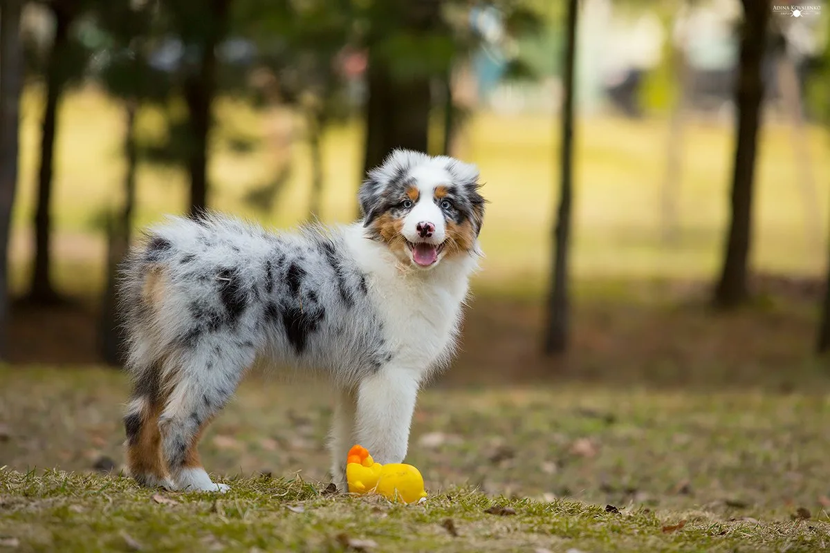 Katere pasme psov živijo najdlje: veterinarji so poimenovali 7 pasem z robustnim zdravjem