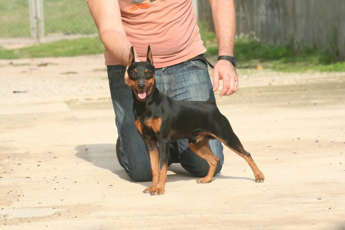 Katere pasme psov živijo najdlje: veterinarji so poimenovali 7 pasem z robustnim zdravjem