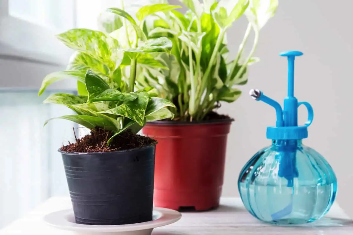 Najboljša mesta v domu za bujno rast potosa in velike liste