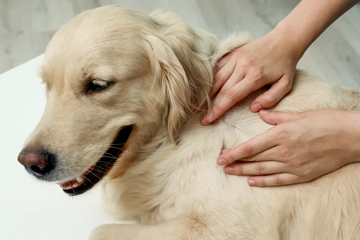 Zakaj pes premika taco, ko mu božaš trebuh, in kaj to pomeni?