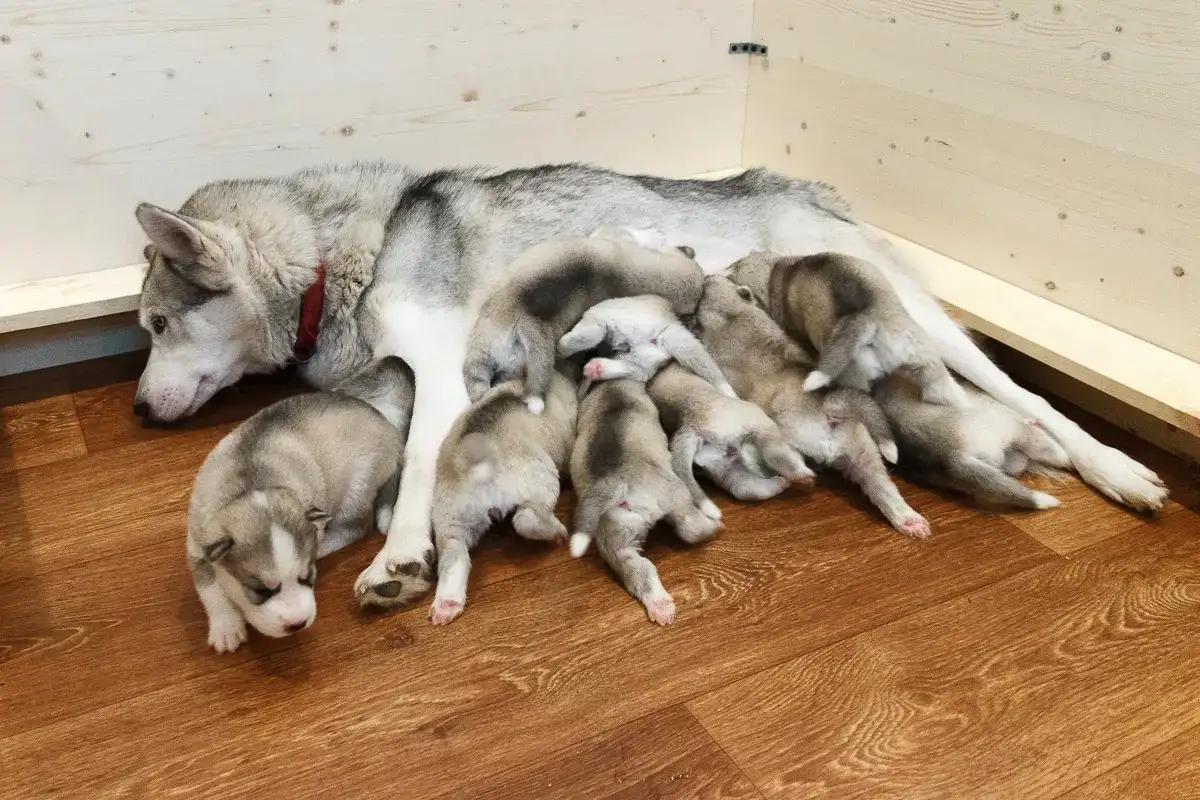Rojstvo psov: Kako prepoznati začetek in pomagati svojemu ljubljenčku