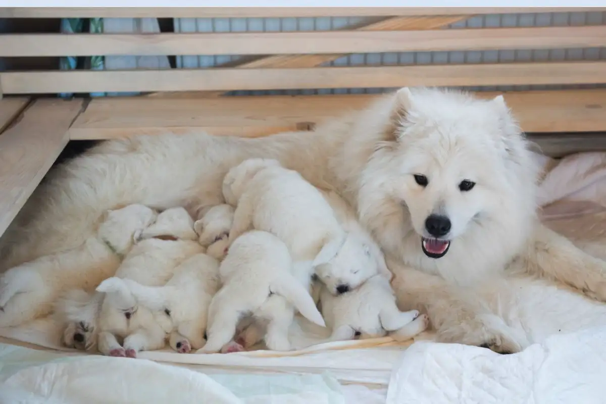 Rojstvo psov: Kako prepoznati začetek in pomagati svojemu ljubljenčku