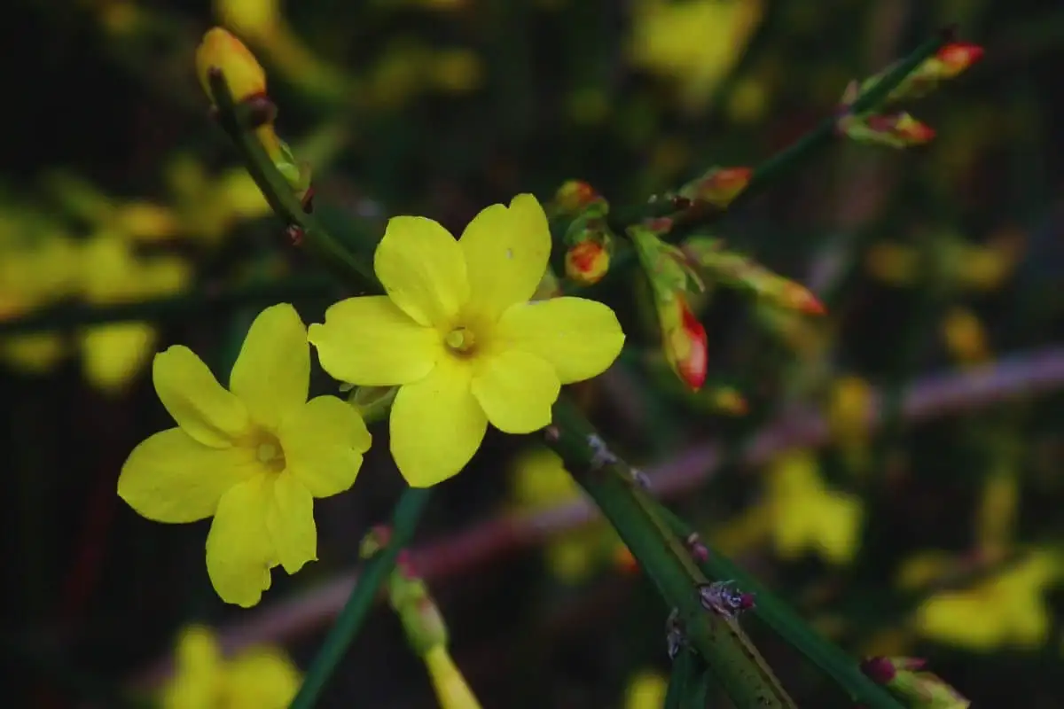 Rustikalna in čudovita vzpenjavka, ki spremeni vrt v raj