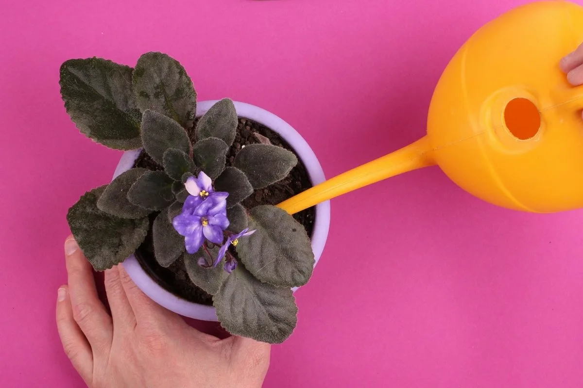 Kako skrbeti za vijolice: Celostni vodnik za bujno cvetenje vse leto