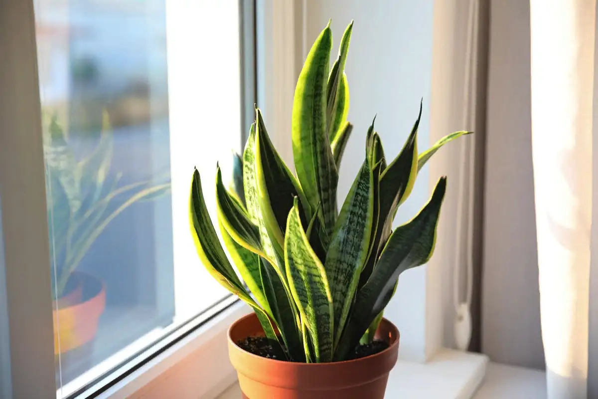 Sol v loncu sansevierije: starodavni ščit za sodoben dom poln harmonije