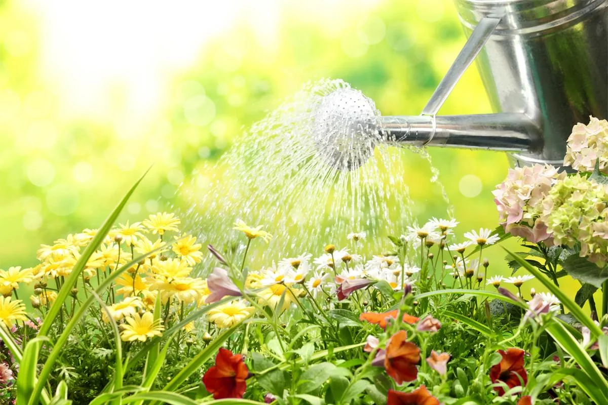 Koliko vode potrebuje rastlina za pravilno zalivanje?