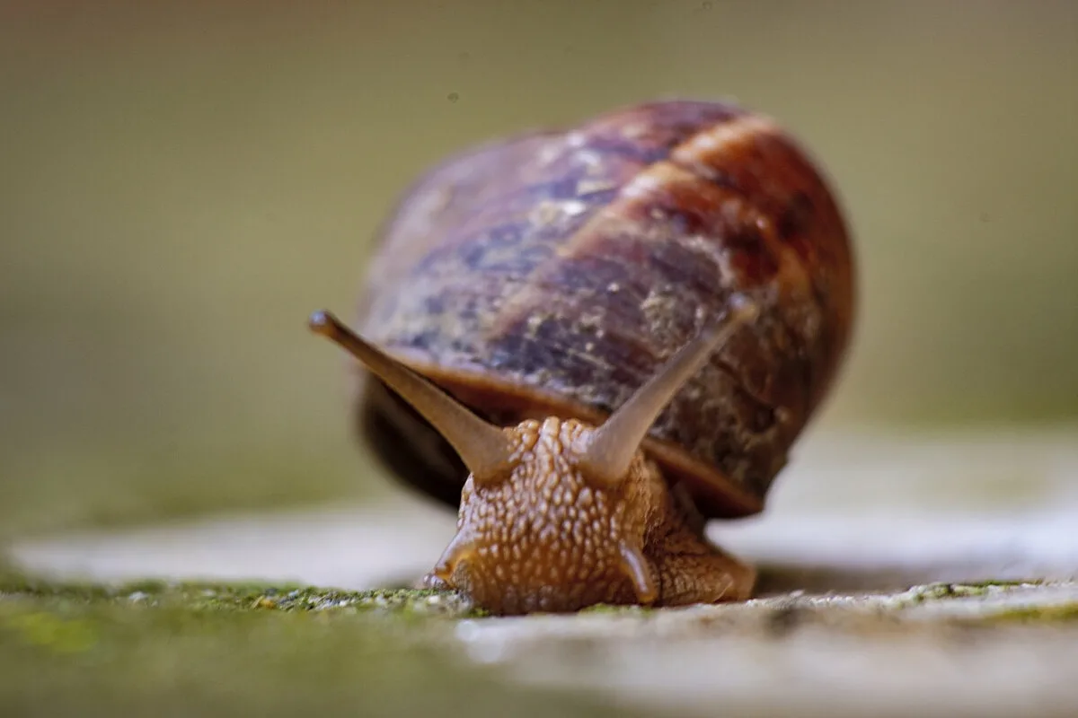 Ali polži pozimi zmrznejo: strokovnjaki razkrivajo resnico