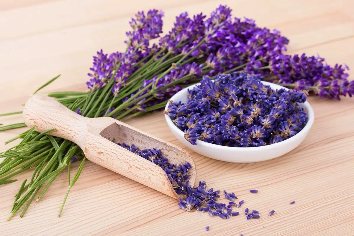 5 aromatičnih rastlin, ki odišavijo dom in odganjajo pajke