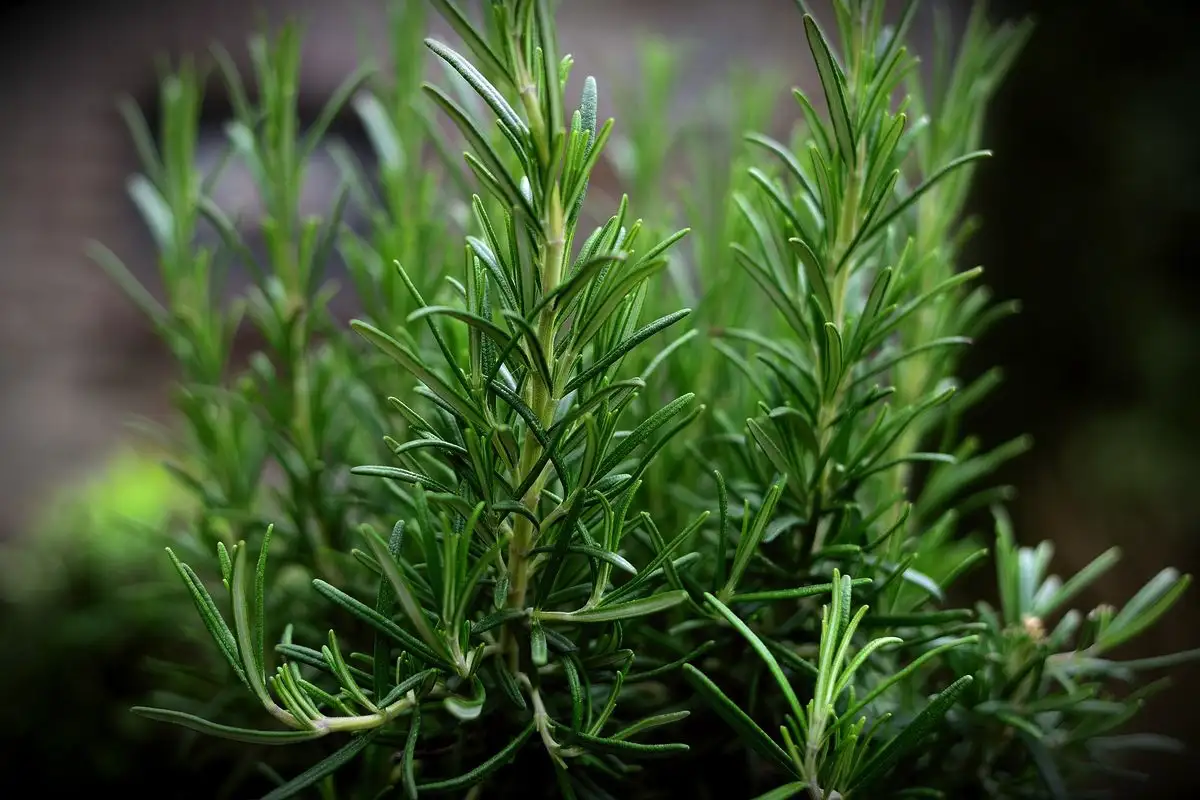 5 aromatičnih rastlin, ki odišavijo dom in odganjajo pajke