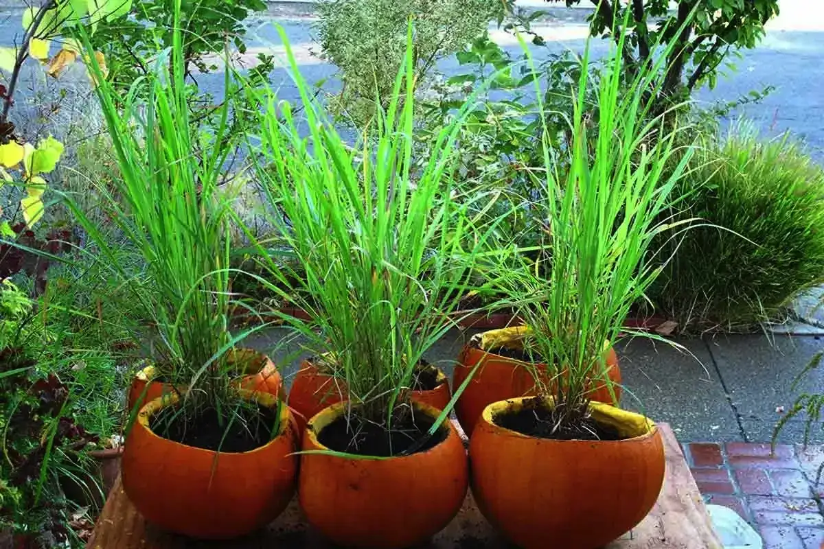 5 aromatičnih rastlin, ki odišavijo dom in odganjajo pajke