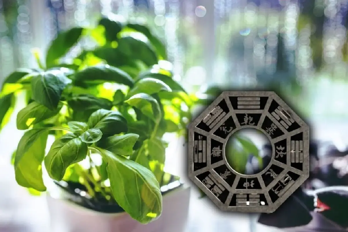 Kam postaviti baziliko v hiši za privabljanje denarja in obilja