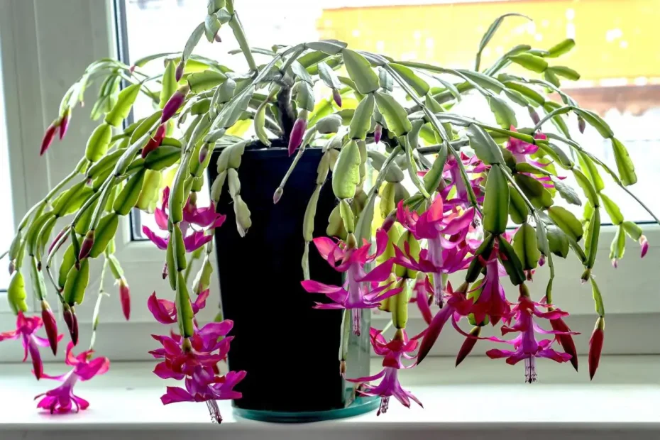 Božični kaktus, ki vsako leto razcveti kot uro – edina stvar, ki jo morate res obvladati, je zalivanje