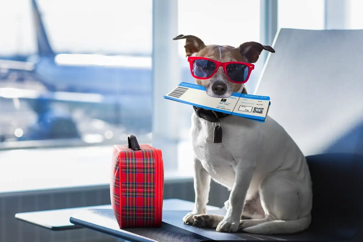 Čeklista za potovanje s psom: Popoln vodnik za varno, udobno in brezskrbno avanturo