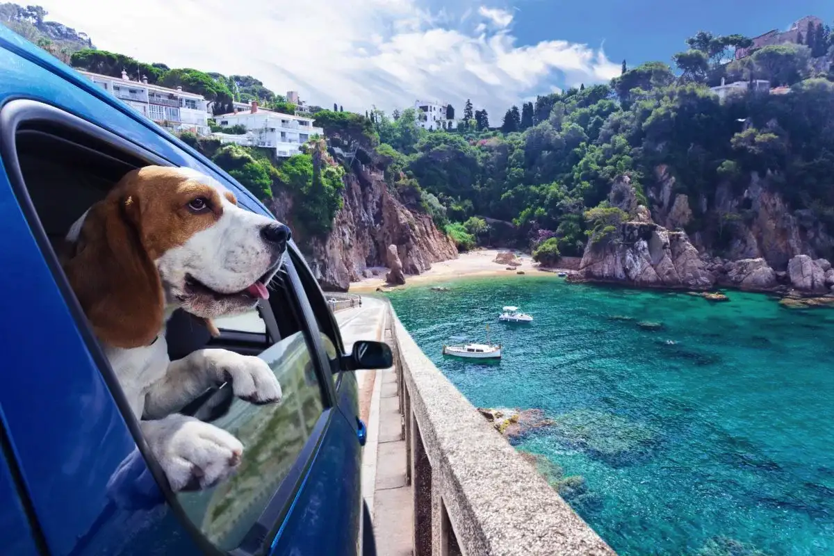 Čeklista za potovanje s psom: Popoln vodnik za varno, udobno in brezskrbno avanturo