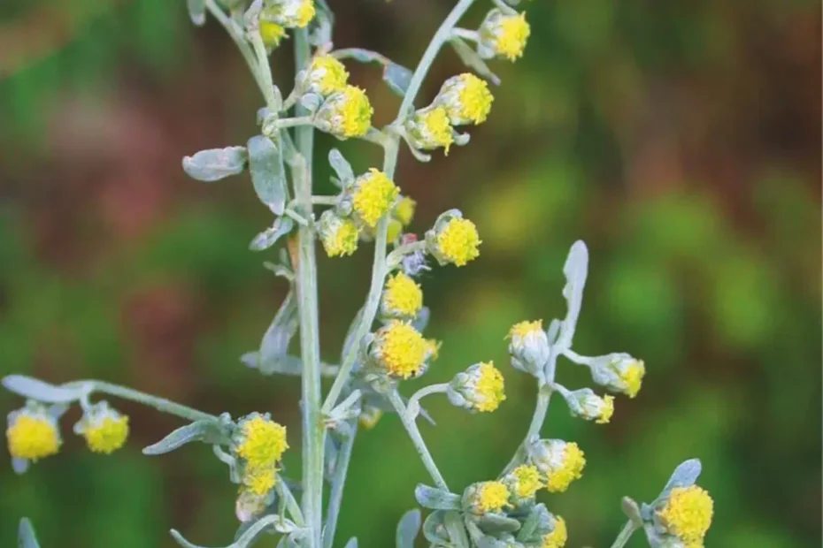 Dišeča rastlina, ki čudovito odišavi celo stanovanje in dvigne okus vsake jedi na drug nivo