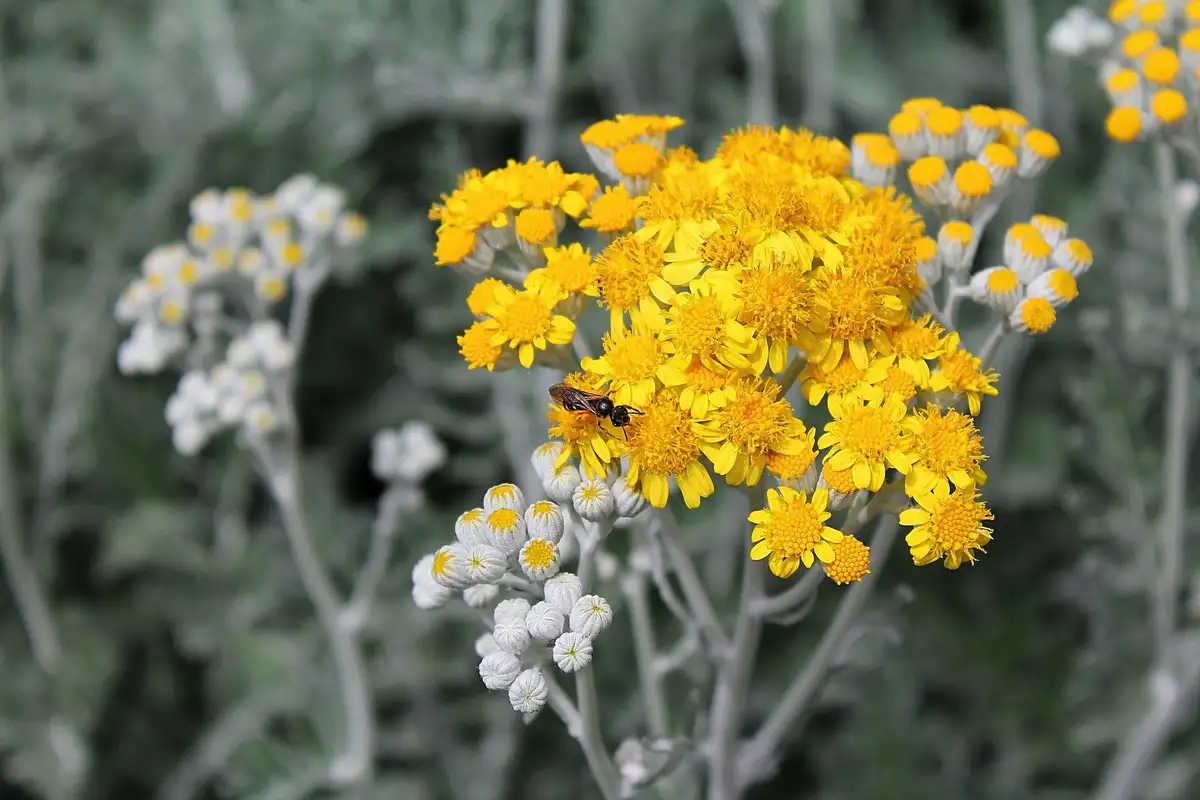 Dišeča rastlina, ki čudovito odišavi celo stanovanje in dvigne okus vsake jedi na drug nivo