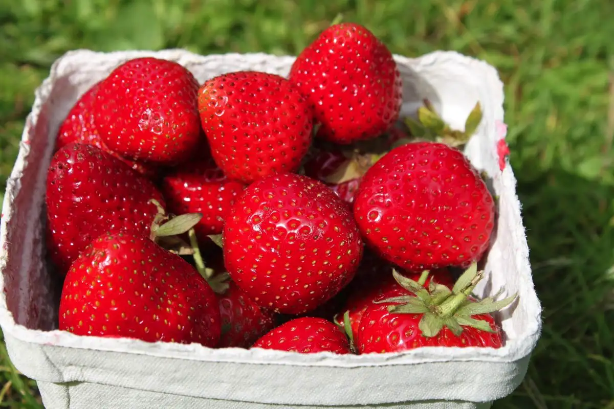 Katera hrana ima več vitamina C kot pomaranča: 10 vsakdanjih živil, ki vas bodo šokirala s svojo močjo